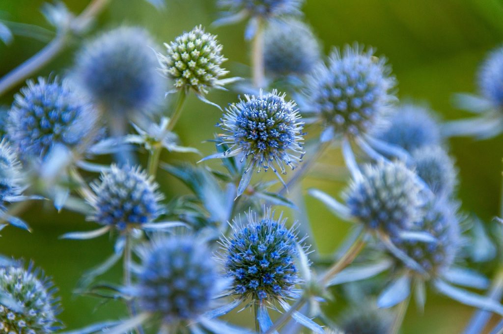 blue thistles